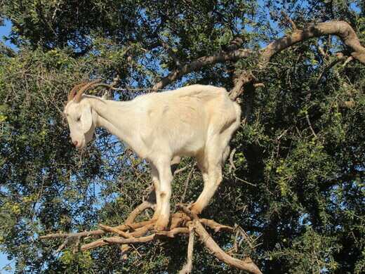 The Tree Goats of Morocco 